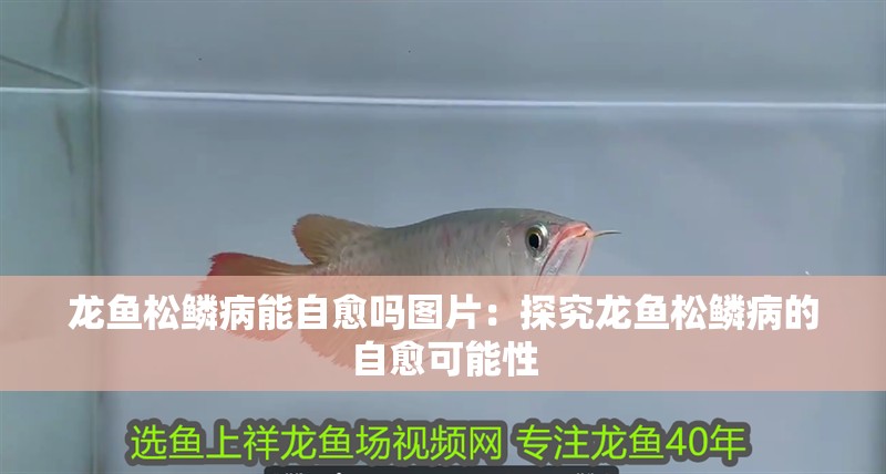 龍魚松鱗病能自愈嗎圖片：探究龍魚松鱗病的自愈可能性