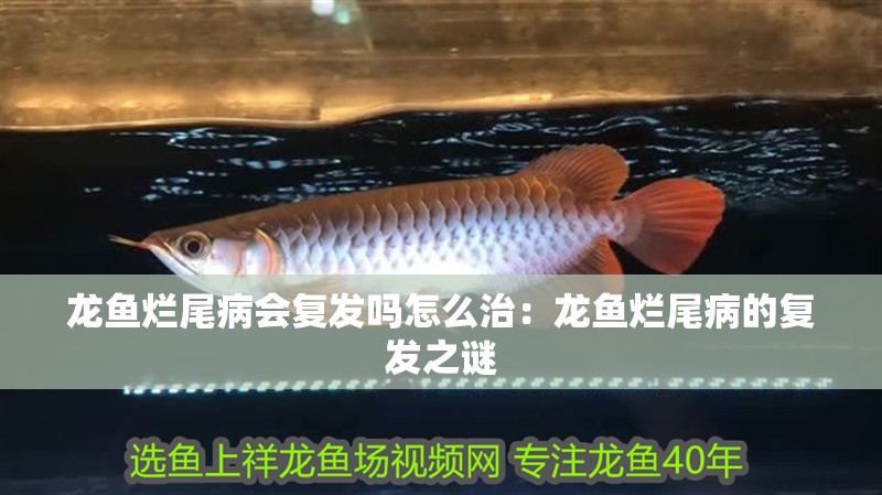 龍魚爛尾病會復發嗎怎么治：龍魚爛尾病的復發之謎