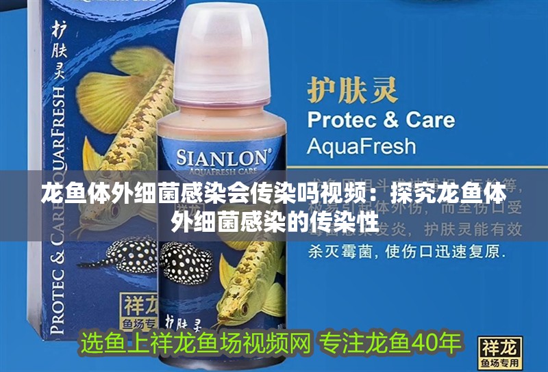 龍魚體外細菌感染會傳染嗎視頻：探究龍魚體外細菌感染的傳染性
