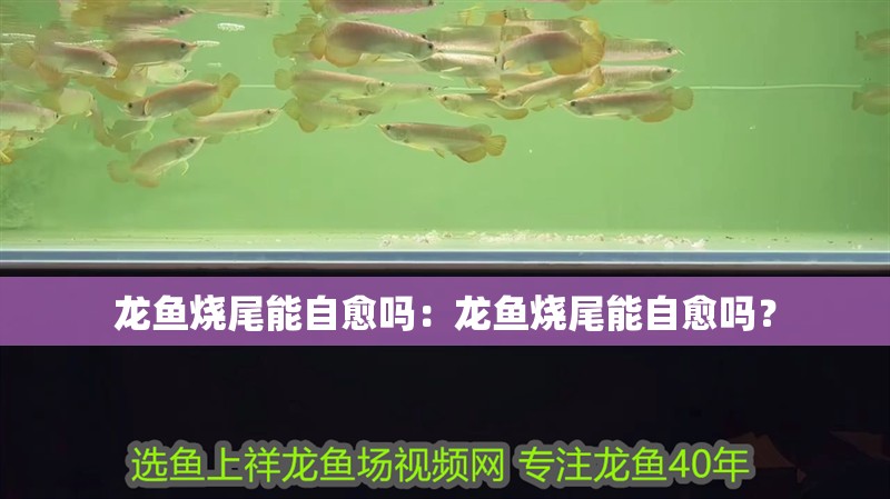 龍魚燒尾能自愈嗎：龍魚燒尾能自愈嗎？