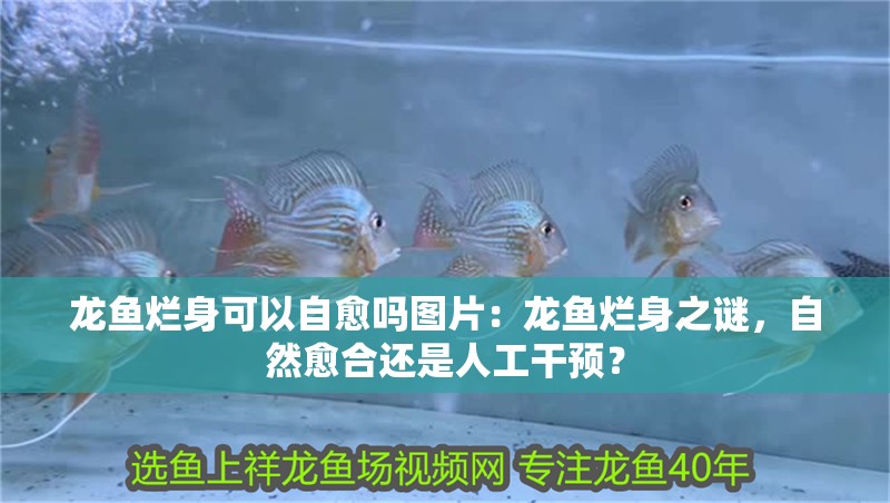 龍魚(yú)爛身可以自愈嗎圖片：龍魚(yú)爛身之謎，自然愈合還是人工干預(yù)？