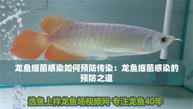 龍魚細菌感染如何預(yù)防傳染：龍魚細菌感染的預(yù)防之道