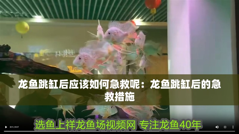 龍魚跳缸后應(yīng)該如何急救呢：龍魚跳缸后的急救措施