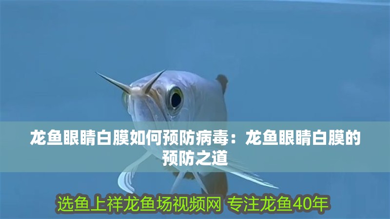 龍魚眼睛白膜如何預防病毒：龍魚眼睛白膜的預防之道
