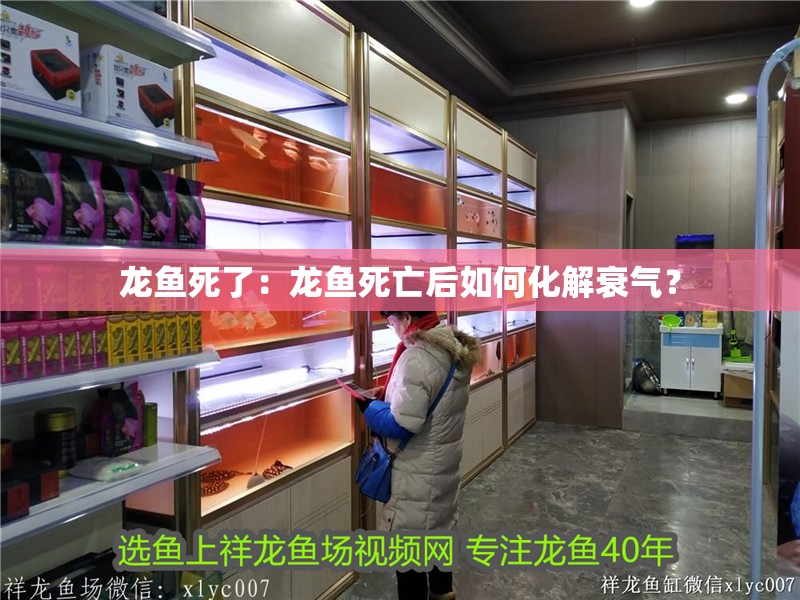 龍魚死了：龍魚死亡后如何化解衰氣？
