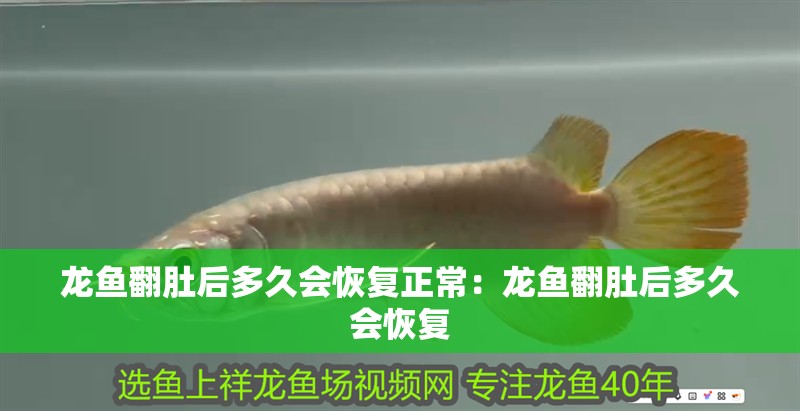 龍魚翻肚后多久會恢復正常：龍魚翻肚后多久會恢復