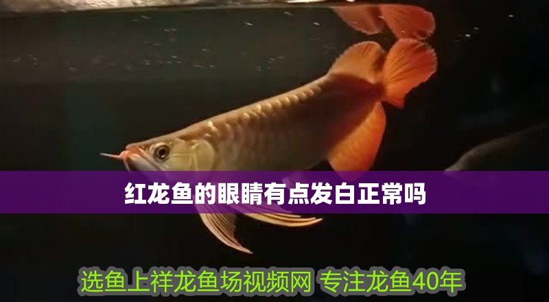 紅龍魚的眼睛有點發(fā)白正常嗎