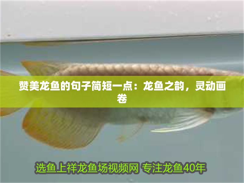 贊美龍魚的句子簡短一點：龍魚之韻，靈動畫卷