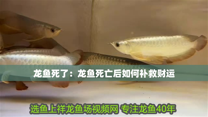 龍魚死了：龍魚死亡后如何補(bǔ)救財(cái)運(yùn)