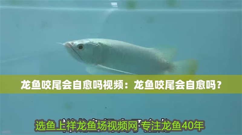 龍魚咬尾會自愈嗎視頻：龍魚咬尾會自愈嗎？