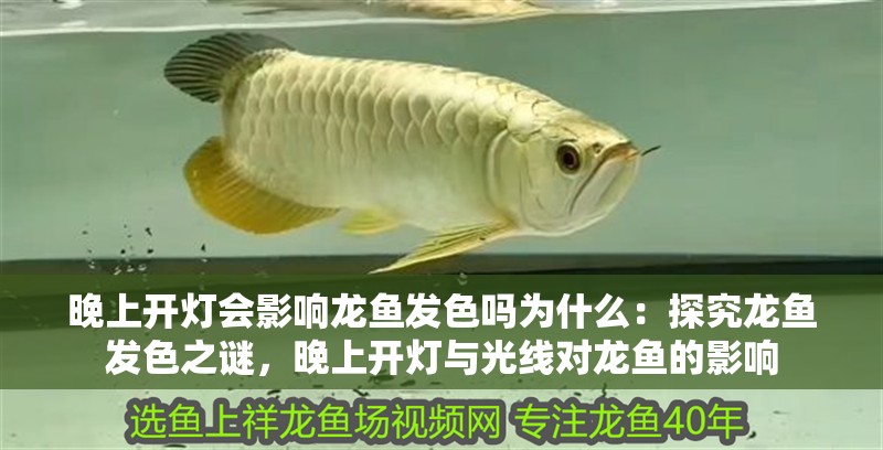 晚上開燈會影響龍魚發(fā)色嗎為什么：探究龍魚發(fā)色之謎，晚上開燈與光線對龍魚的影響