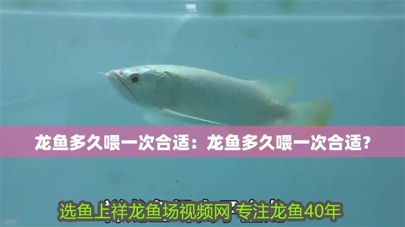 龍魚多久喂一次合適：龍魚多久喂一次合適？