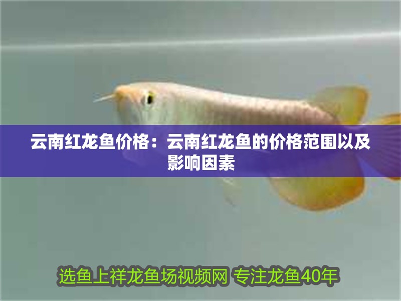 云南紅龍魚價格：云南紅龍魚的價格范圍以及影響因素