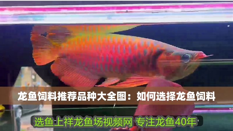 龍魚飼料推薦品種大全圖：如何選擇龍魚飼料