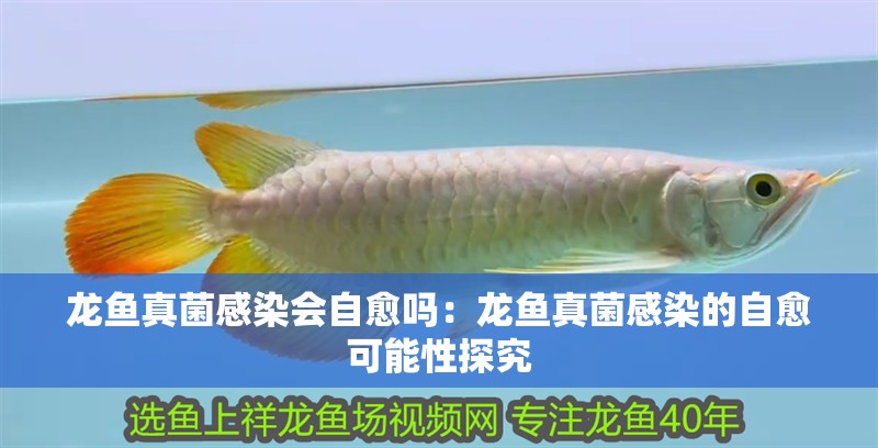 龍魚真菌感染會自愈嗎：龍魚真菌感染的自愈可能性探究