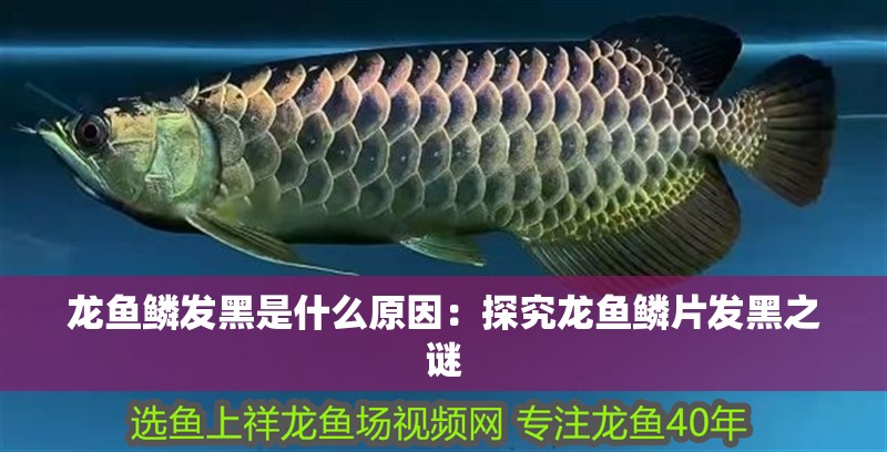 龍魚鱗發黑是什么原因：探究龍魚鱗片發黑之謎 龍魚鱗發黑是什么原因：探究龍魚鱗片發黑之謎 水族問答