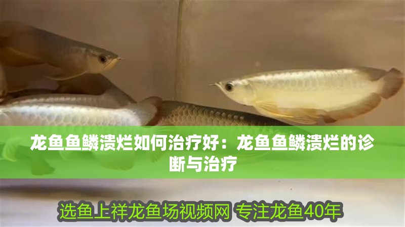 龍魚魚鱗潰爛如何治療好：龍魚魚鱗潰爛的診斷與治療
