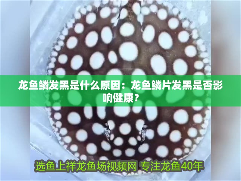 龍魚鱗發(fā)黑是什么原因：龍魚鱗片發(fā)黑是否影響健康？