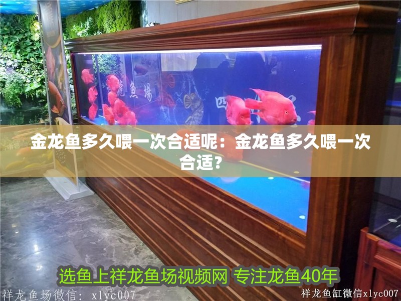 金龍魚多久喂一次合適呢：金龍魚多久喂一次合適？