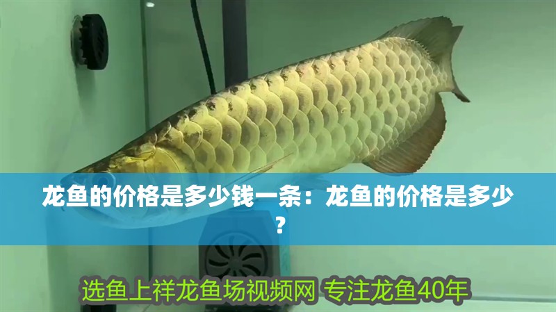 龍魚的價格是多少錢一條：龍魚的價格是多少？