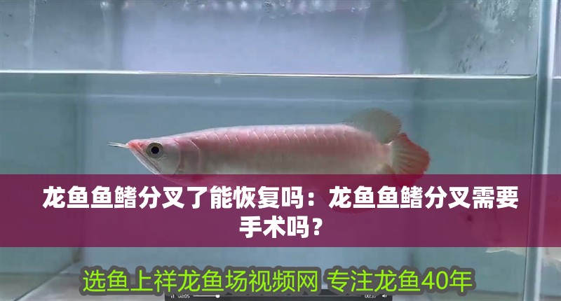 龍魚魚鰭分叉了能恢復嗎：龍魚魚鰭分叉需要手術嗎？