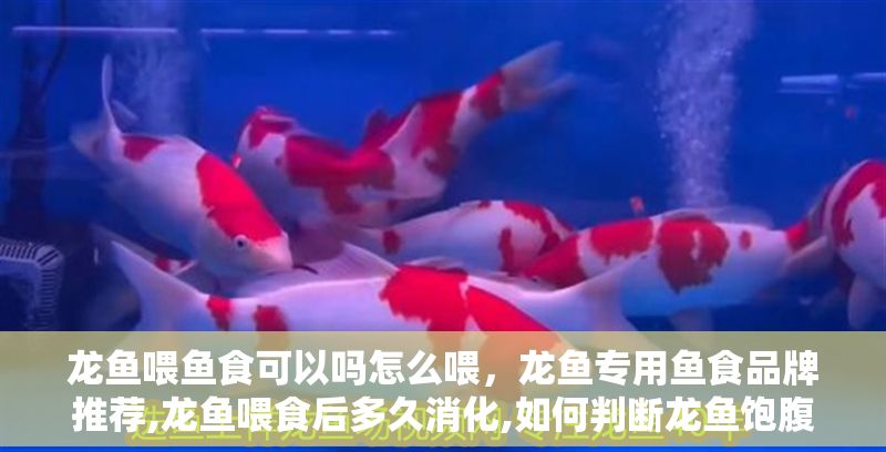 龍魚喂魚食可以嗎怎么喂，龍魚專用魚食品牌推薦,龍魚喂食后多久消化,如何判斷龍魚飽腹感