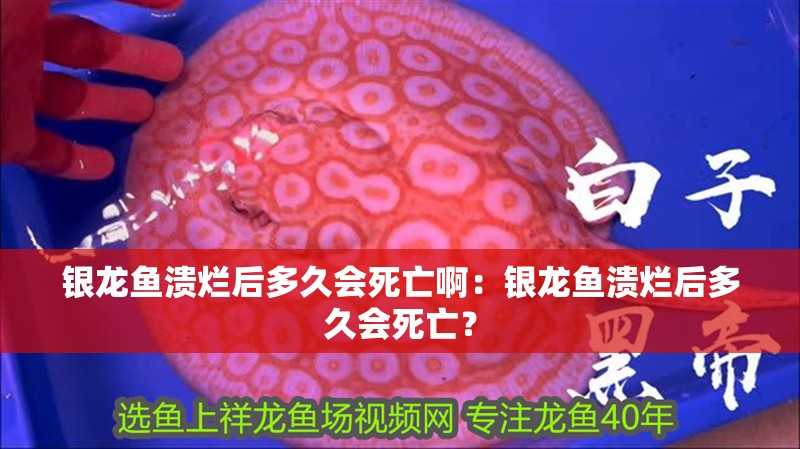 銀龍魚潰爛后多久會死亡啊：銀龍魚潰爛后多久會死亡？