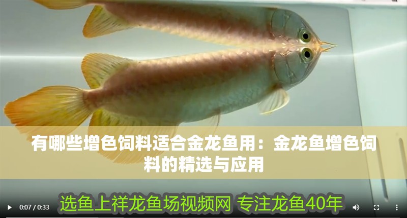 有哪些增色飼料適合金龍魚(yú)用：金龍魚(yú)增色飼料的精選與應(yīng)用