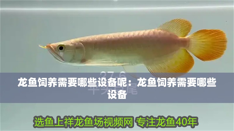 龍魚飼養需要哪些設備呢：龍魚飼養需要哪些設備
