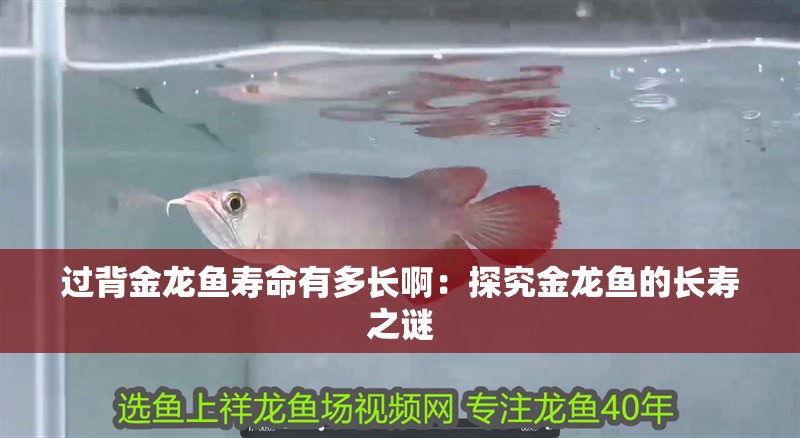 過背金龍魚壽命有多長啊：探究金龍魚的長壽之謎