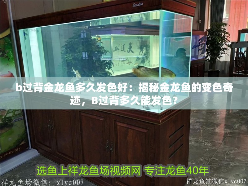 b過背金龍魚多久發色好：揭秘金龍魚的變色奇跡，B過背多久能發色？