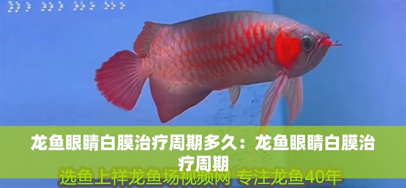 龍魚眼睛白膜治療周期多久：龍魚眼睛白膜治療周期