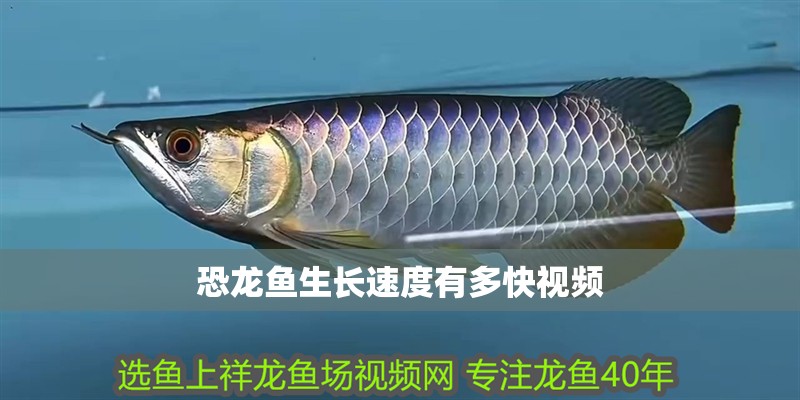 恐龍魚生長速度有多快視頻