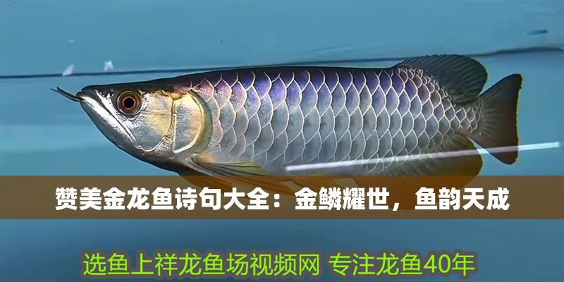贊美金龍魚詩句大全：金鱗耀世，魚韻天成
