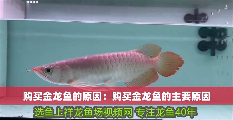 購買金龍魚的原因：購買金龍魚的主要原因