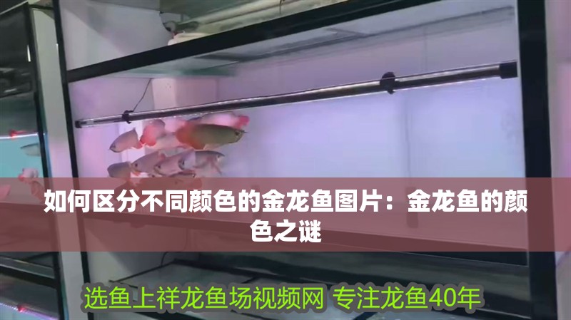 如何區分不同顏色的金龍魚圖片：金龍魚的顏色之謎