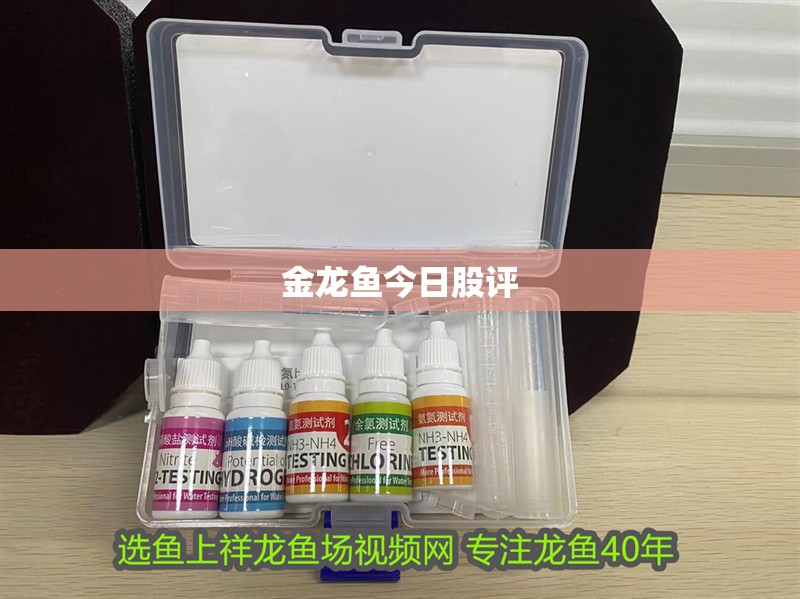 金龍魚今日股評
