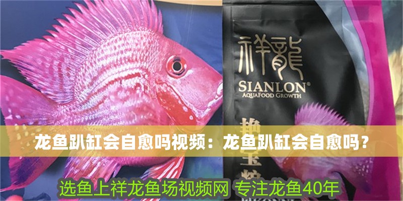 龍魚趴缸會(huì)自愈嗎視頻：龍魚趴缸會(huì)自愈嗎？