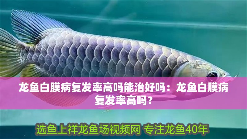 龍魚白膜病復發率高嗎能治好嗎：龍魚白膜病復發率高嗎？