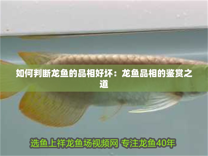 如何判斷龍魚的品相好壞：龍魚品相的鑒賞之道