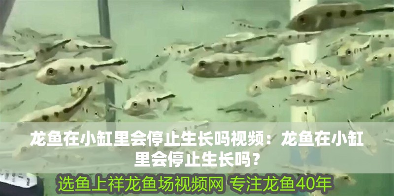 龍魚在小缸里會停止生長嗎視頻：龍魚在小缸里會停止生長嗎？