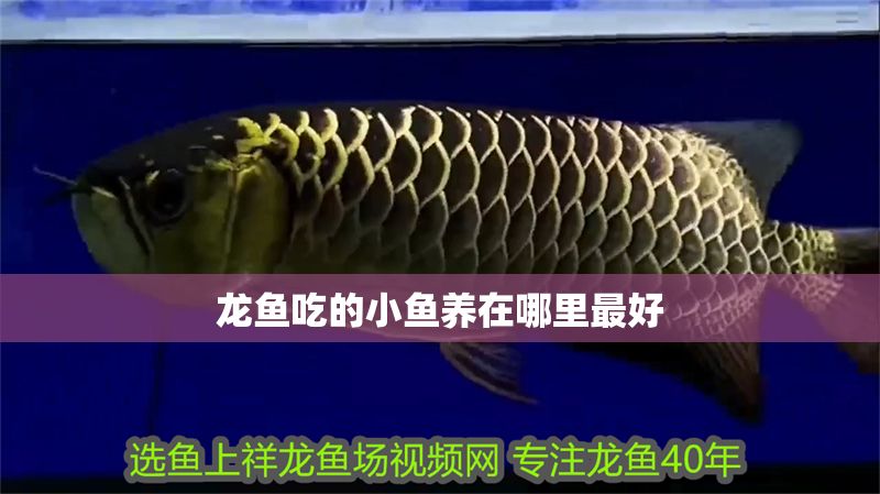 龍魚吃的小魚養(yǎng)在哪里最好