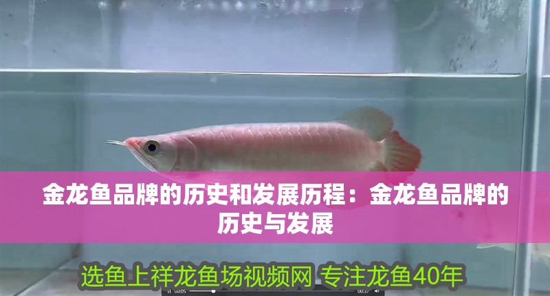 金龍魚品牌的歷史和發展歷程：金龍魚品牌的歷史與發展
