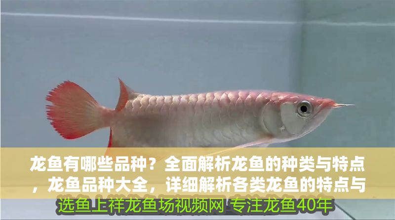 龍魚有哪些品種？全面解析龍魚的種類與特點，龍魚品種大全，詳細解析各類龍魚的特點與區別