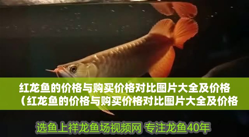 紅龍魚的價(jià)格與購買價(jià)格對(duì)比圖片大全及價(jià)格（紅龍魚的價(jià)格與購買價(jià)格對(duì)比圖片大全及價(jià)格表）