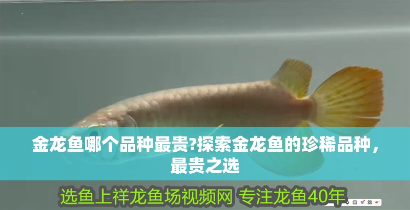 金龍魚(yú)哪個(gè)品種最貴?探索金龍魚(yú)的珍稀品種，最貴之選