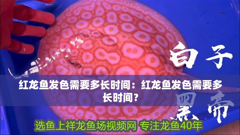 紅龍魚發(fā)色需要多長時間：紅龍魚發(fā)色需要多長時間？