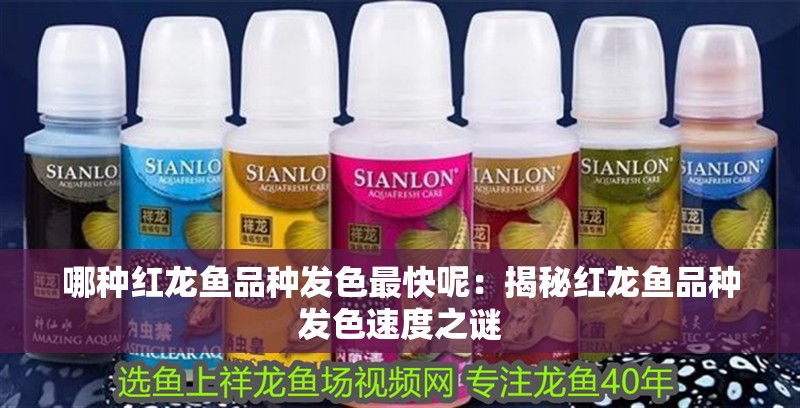 哪種紅龍魚品種發色最快呢：揭秘紅龍魚品種發色速度之謎