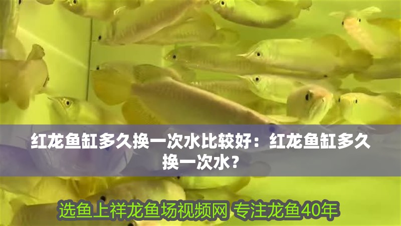 紅龍魚缸多久換一次水比較好：紅龍魚缸多久換一次水？
