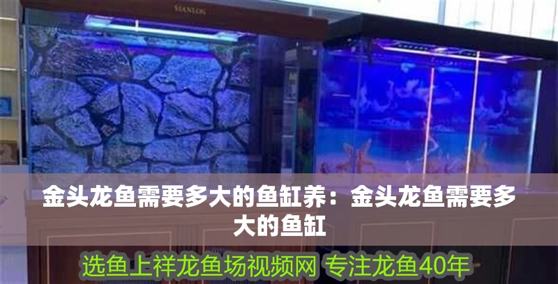 金頭龍魚需要多大的魚缸養：金頭龍魚需要多大的魚缸